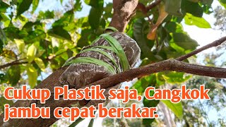 CARA MUDAH CANGKOK JAMBU AGAR CEPAT BERAKAR [upl. by Mulloy]