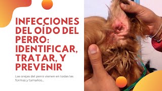 👂 INFECCIONES DEL OÍDO DEL PERRO  IDENTIFICAR TRATAR Y PREVENIR [upl. by Nostrebor438]