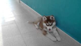 Husky Siberiano [upl. by Tavia]