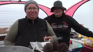 Occupation underway to heal historic pōhutukawa in Ahipara [upl. by Lanos311]