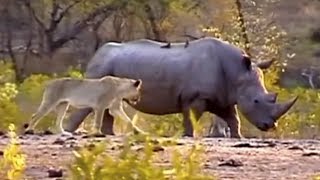 White Rhinoceros clashing with Lions at Renosterpan in KNP [upl. by Eniledgam]