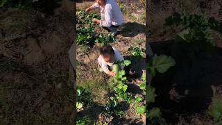 The little girl is exhausted from pulling carrots funny cutebaby [upl. by Sicnarf714]