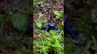 アズレウス アイゾメヤドクガエル Dendrobates tinctorius Azureus  POISON DART FROG shorts [upl. by Etezzil]