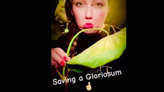 Propagating to Save a￼ Struggling Gloriosum vlogging plants propagation [upl. by Anoed]