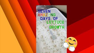 Day Seven of Hydroponic Lettuce seed growthhydroponics garden gardening plantgrowth diy [upl. by Berlyn]