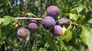 Feral Damson Plum  Bullace  Prunus domestica ssp insititia [upl. by Thia]