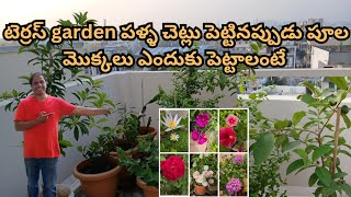 harishvlogs టెర్రస్ garden పళ్ళ చెట్లు పెట్టినప్పుడు పూల మొక్కలు ఎందుకు పెట్టాలంటే [upl. by Nawud825]