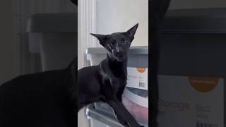 Oriental shorthair cat with funny voice yelling watch to the end orientalshorthair blackcats [upl. by Drais]