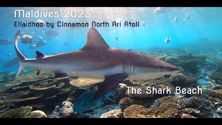 Ellaidhoo Maldives by Cinnamon 2023  4K  The Shark Beach [upl. by Enaoj]