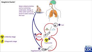 Naegleira fowleri life cycle [upl. by Ztnarf]