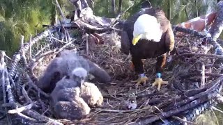 20220126 攻擊手足 Zoo Miami Eagle Cam [upl. by Dupuy]