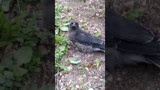 Complaining Currawong [upl. by Susy568]