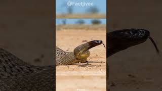 Inland Taipan  The Most Venomous Snake On Earth [upl. by Sivle]