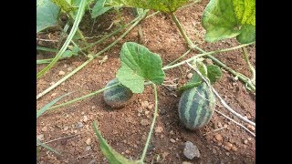 சுக்கங்காய் மிதுக்கங்காய்  Wild Melon Cucumis melo var agresti [upl. by Enoch]