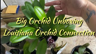 Big Unboxing from Louisiana Orchid Connection lots of new orchids [upl. by Nolrak]