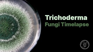 Trichoderma Mold Fungi Timelapse [upl. by Bacchus]