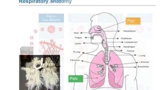 eLearning Lung ventilation natural and mechanical [upl. by Astera294]