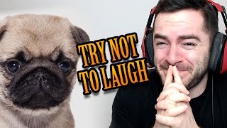 TRY NOT TO LAUGH  Pug Edition [upl. by Narah]