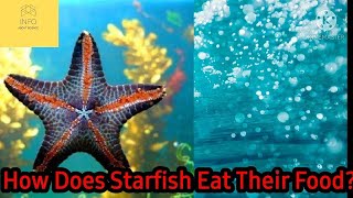 How Starfish eat thier foodAmazing facts About Starfish [upl. by Digdirb]