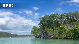 Desarrollan un banco de mangle rojo hacer frente al cambio climático en Puerto Rico [upl. by Hoon]