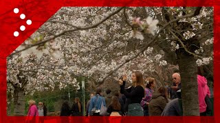 Roma primi ciliegi in fiore al laghetto dellEur i romani si godono lo spettacolo a Pasquetta [upl. by Elyrpa463]