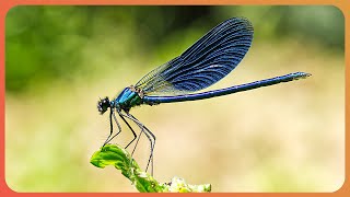 How Insect Species Adapt To Survive In The Wild 4K Documentary [upl. by Gladstone]