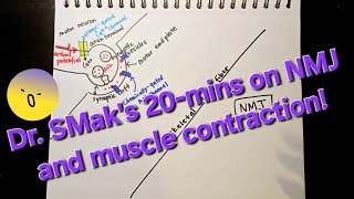 Dr SMaks 20mins on Action Potential in a Neuron and NMJ Part 2 [upl. by Yentruocal998]