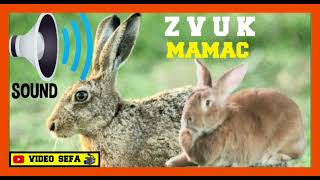 VABILICA ZA ZECA ZVUK MAMAC SOUND RABBIT ZOV ZECA [upl. by Warga960]