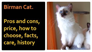 Birman Cat Pros and Cons Price How to choose Facts Care History [upl. by Monte]