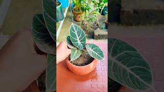 Alocasia  Ceramic pot  A Great combination shorts garden gardening ytshorts trending [upl. by Berkley685]