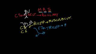 Nerve Root vs Peripheral Nerve 2 of 2 motor complaints upper extremity [upl. by Sharia]