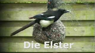 Die Elster [upl. by Nawram]