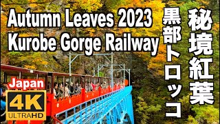 秘境 黒部トロッコ電車の紅葉2023 Autumn leaves in Kurobe Gorge trolley Railway 黒部渓谷鉄道 黒部観光 宇奈月温泉 欅平駅 富山観光 紅葉の名所 日本 [upl. by Neerroc154]