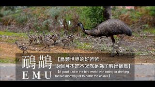 【EmuA good dad in bird world Not eat or drink just to hatch the chicks】 [upl. by Ayaros]