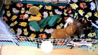 Guinea Pig Introduction  Bully Meets Robbie and Shadow [upl. by Wilona61]