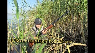 Охота на утку осенью с подсадными 2017 [upl. by Hcab603]