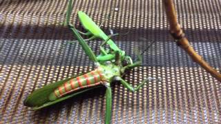 Mantis VS Katydid [upl. by Alansen952]