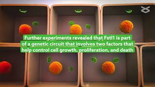 Targeting Follistatinlike 1 improves liver fibrosis in mice [upl. by Heise]