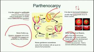 Parthenocarpy  Vegetative parthenocarpy  Stimulative parthenocarpy  Stenospermocarpy [upl. by Solim]