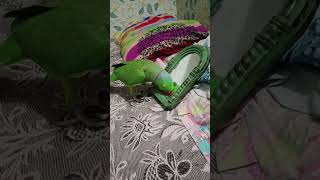 Ringneck Parrot talkingcute parrot green parrot viral short like [upl. by Shem997]