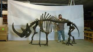 Woolly Rhino Coelodonta antiquitatis skeleton set up [upl. by Lidstone]