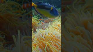 Discover the Wonders of the Barrier Reef  naturelovers underwater nature [upl. by Elda191]