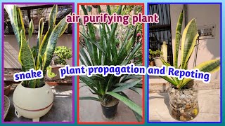 snake 🐍 plant propagation and Repoting  air purifyingBaghwani real terrace garden Baghwani695 [upl. by Posehn]