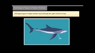 Standard 10 Science chapter 5 Life Processes 3 Quick revision [upl. by Matazzoni]