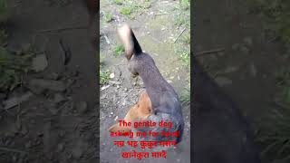 The gentle dog asking me for food  नम्र भद्र कुकुर मसँग खानेकुरा माग्दै [upl. by Reinwald]