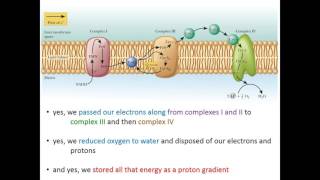 Lecture 16A  Introduction to ATP Synthase [upl. by Eadie21]