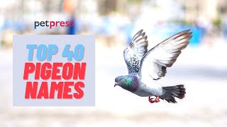 Pigeon Names  Top 40 Name Ideas For A Pet Pigeon [upl. by Lennard429]