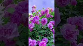 Beautiful natural flowerflowers roseflowergarden tradingreelsviralshorts viralvideo natural [upl. by Nahtanoy]