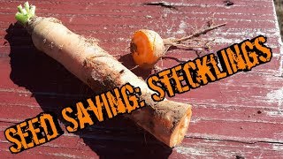 Carrot Stecklings  How To Grow Carrots For Seed Production [upl. by Alexandr632]