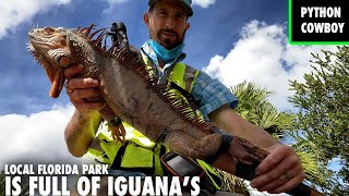 Live Iguana Removal At Florida Park Over Run By Invasive Iguanas [upl. by Margette339]